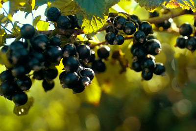 Study finds NZ blackcurrants reduce blood insulin and glucose levels